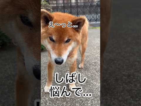 ’26.3.26 悩んだ末に、力丸は… 柴犬 shibainu 柴犬のいる暮らし 柴犬の日常 車中泊犬 カメラ目線 力丸 サムネイル