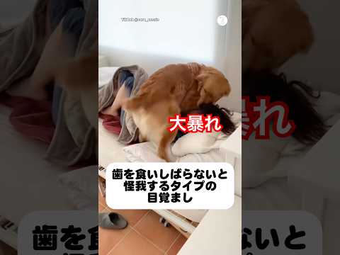 朝から激しい‼️大型犬の目覚ましがこちら　　　　　　ゴールデンレトリバー 大型犬　犬　犬のいる暮らし かわいい犬 サムネイル