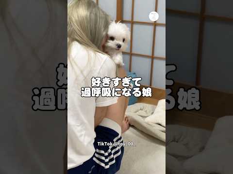 好きすぎて犬吸い止まらない娘、最後まさかの反撃　　犬　いぬ　かわいい犬 面白い　マルチーズ サムネイル