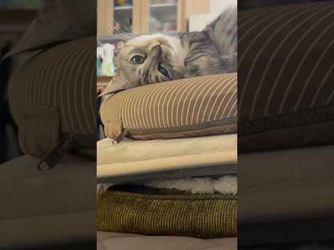 ずり落ちて不機嫌な保護猫　Grumpy Cat 保護猫 cat サムネイル