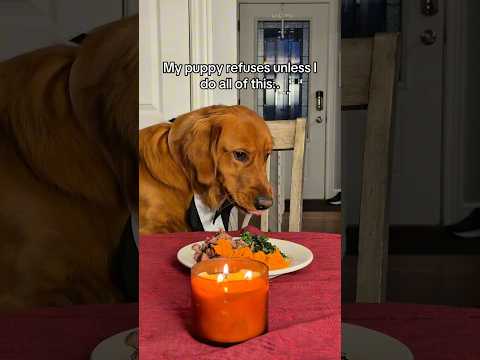My dog won't eat unless I do ALL of this in this EXACT orde…