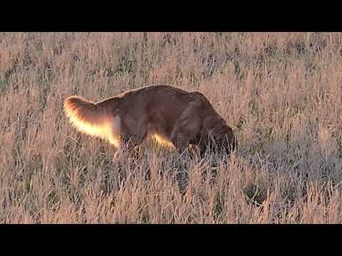 12月21日は冬至。短い日中の太陽を最後まで楽しむゴールデンレトリバーの親子。 #ゴールデンレトリバー #golden… サムネイル