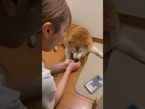柴犬福 福タン可愛い音頭、合いの手キレ芸ver.🤣Sis and Shiba🤣姉と柴 shorts japanesed… サムネイル