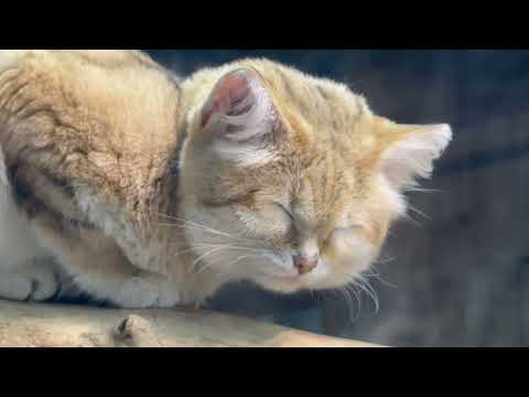 ちょこっと薄目開けてみるヤシュくん　スナネコ　那須どうぶつ王国にて　2025年12月31日 サムネイル