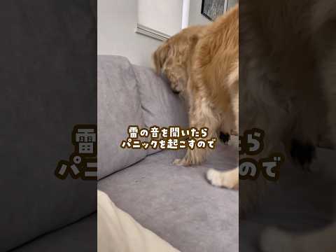 愛犬の留守番中の強い味方 ゴールデンレトリバー 大型犬のいる生活 goldenretreiver サムネイル