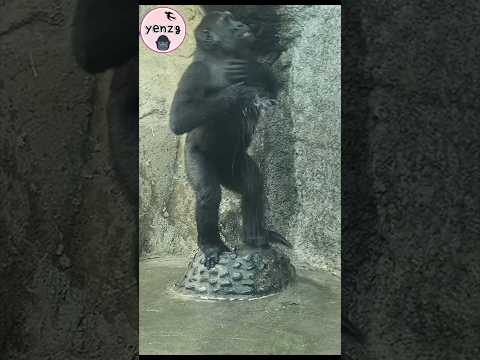 Water boy Jabali💦😆 gorilla gorillatag taipeizoo 金剛猩猩 台北市立動物…
