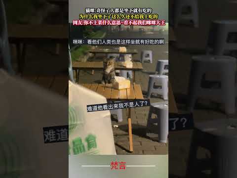 貓咪奇怪了人都是坐下就有吃的 為什麼我坐下了這麼久還不給我上吃的 貓 可愛 有趣 意外 cat cute funny…