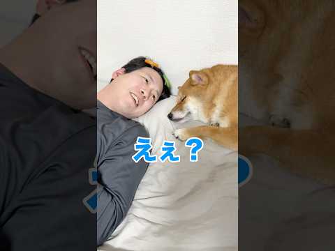 みなさんの愛犬の毛はどこについてた？ww 柴犬 shorts サムネイル
