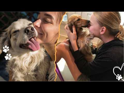 What It Really Means When Your Dog Licks You