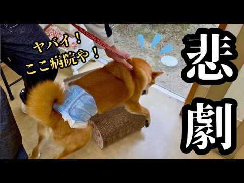 【緊急】柴犬の顔に異常を発見したので急遽病院に来ました サムネイル
