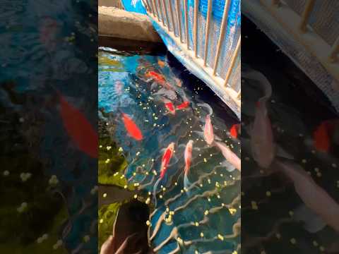 彩り金魚 Colorful Japanese goldfish 金魚 日本の原風景