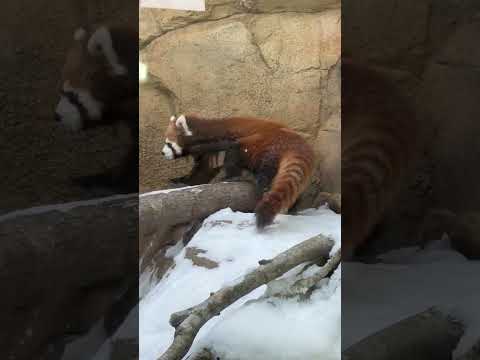 shorts グミママとモナカちゃん　レッサーパンダ　那須どうぶつ王国にて　2026年1月30日 サムネイル