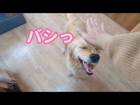 大型犬の扱い方。ゴールデンレトリバーティト サムネイル