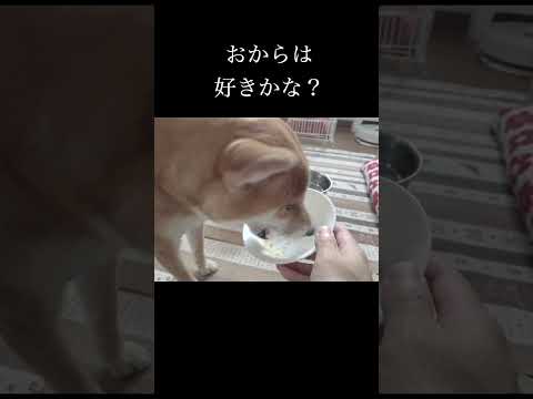 オカラ好きかな？ 柴犬 shibainu 癒し サムネイル