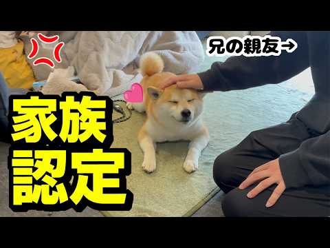 柴犬姉妹に新しいお兄ちゃんが増えました…まさかの娘が落ち込む事態に