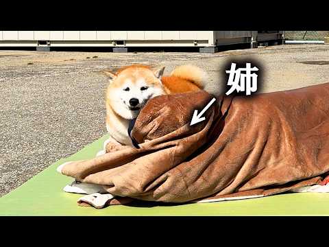 ドッグランに出かけると毛布の下にいるはずのないお姉ちゃんを発見し、狂喜乱舞する柴犬→ニコニコ喜び大爆発 サムネイル