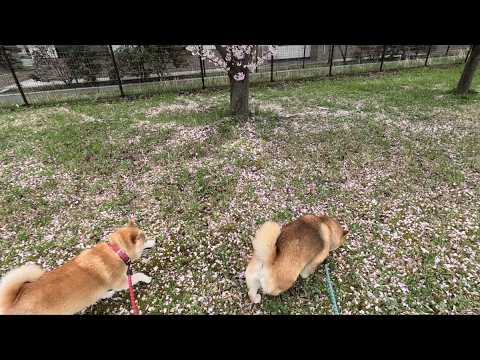 いい香りがする地面が気になるみなさん🌸🌸🌸 サムネイル