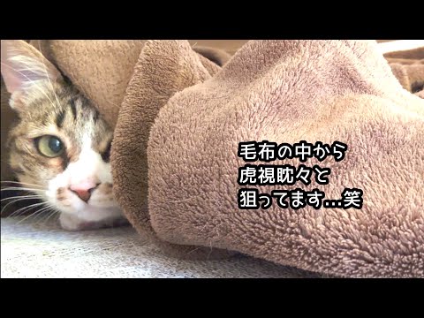 毛布の中から攻撃してくる保護猫 サムネイル