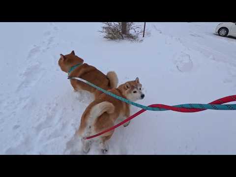 2026年2月17日(火) 期待の眼差しでチラチラ何度も顔を覗き込んでくるモモさん サムネイル