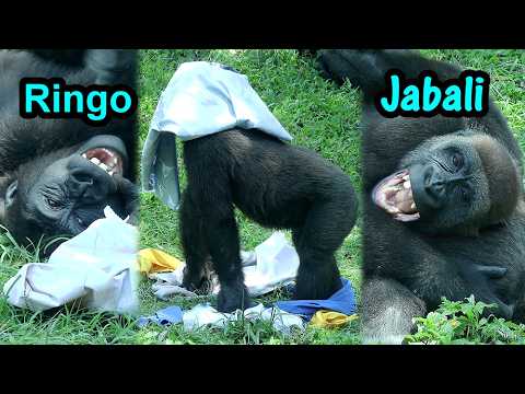 The Happiest Gorilla Brothers enjoy playing w/clothes金剛猩猩Ja…