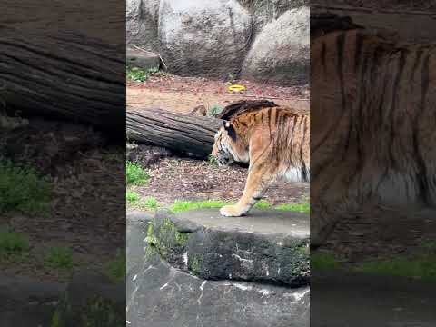 shorts ソーンさんグィ〜んっと🤭　アムールトラ　浜松市動物園にて　2026年4月5日 サムネイル