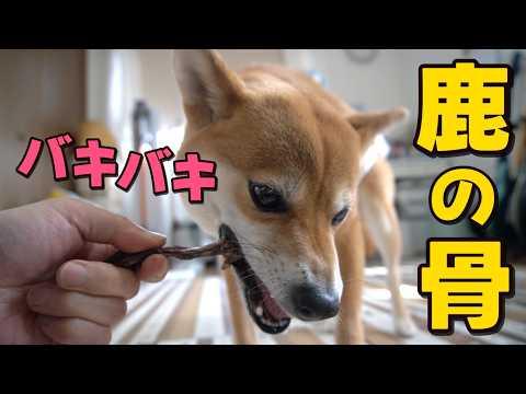 【ハラハラASMR】骨をバキバキ噛み砕く柴犬小夏　丹波おばあちゃんの里