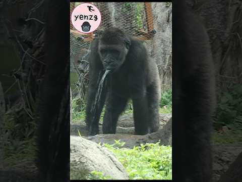 Jabali's mouth is like a little waterfall💦🤣 gorilla gorilla… サムネイル