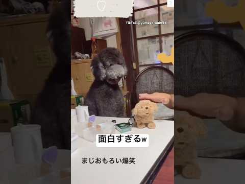 遊びに参加したい大型犬🐶　スタンダードプードル　犬　大型犬　面白い　いぬ サムネイル