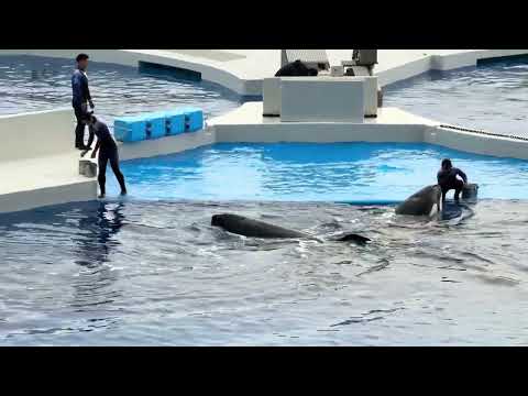 2回目パフォーマンス前にトレーニング　須磨シーワールドにて　2025年12月30日 サムネイル