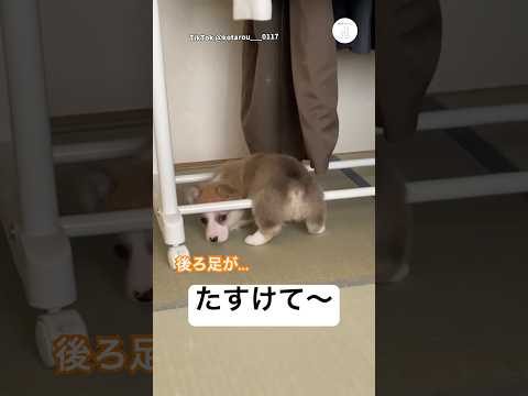 後ろ足が迷子になった子犬w コーギー　子犬　犬　かわいい 面白い サムネイル