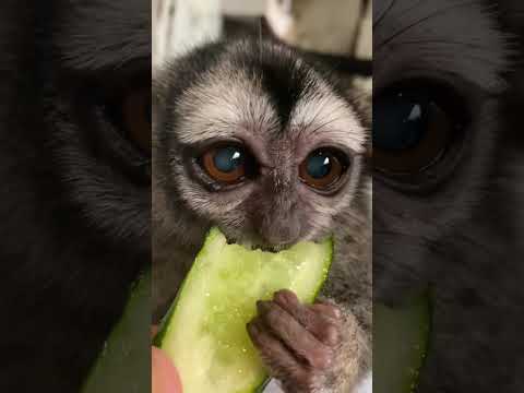 きゅうりのCMにいかがですか？きゅうり 猿 動物 サムネイル