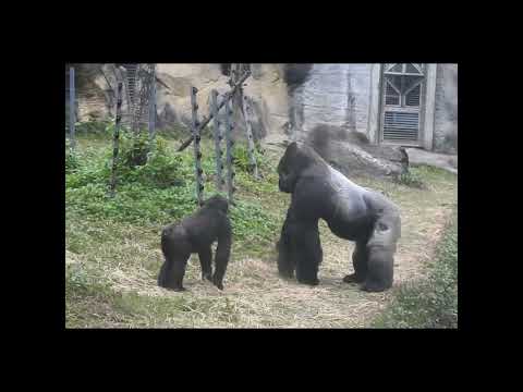 gorilla D'jeeco 27y2m old dad & son Ringo 4y7m old. shorts.… サムネイル