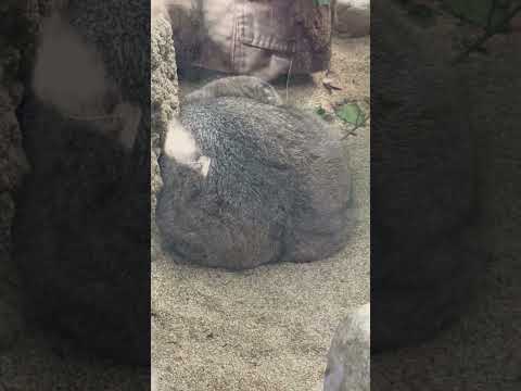 shorts ナルくんの寝姿があまりにもピーチ🍑で🤭　マヌルネコ　神戸どうぶつ王国にて　2025年12月29日 サムネイル