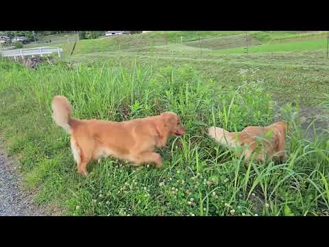朝から留守番だった日の夕方散歩はパワー全開のゴールデンレトリバー親子 サムネイル