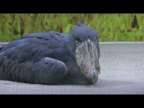 ハシビロコウのマリンバさん　神戸どうぶつ王国　2025年12月28日　00052 サムネイル