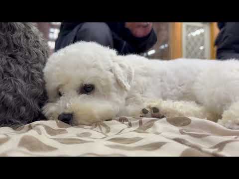 ピッピちゃん　ワンニャンリビング　那須どうぶつ王国にて　2026年2月27日 サムネイル