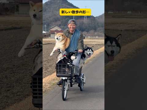 全ての犬達が散歩拒否した結果… 柴犬 シベリアンハスキーshorts サムネイル