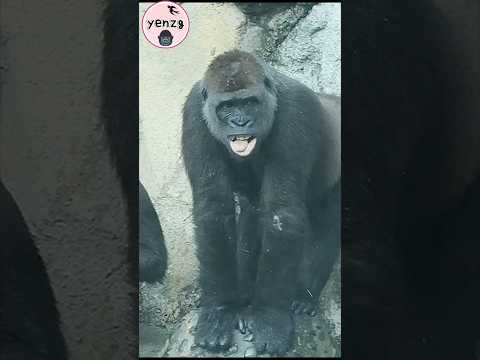 cute gorilla 😛🤣 gorillatag taipeizoo 金剛猩猩 台北市立動物園 funny sho…