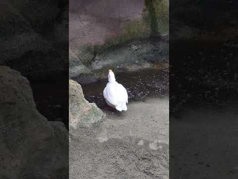 shorts コールダックくん　ここに居た〜　那須どうぶつ王国　2026年1月12日 サムネイル