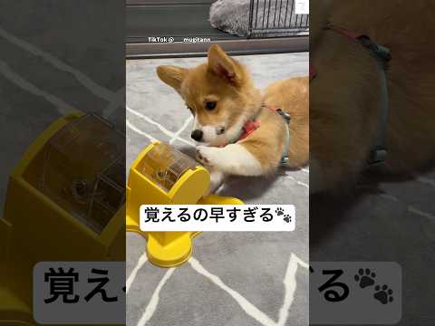 賢すぎる子犬🐶　#コーギー　#子犬　#かわいい　#犬　#犬のいる暮らし サムネイル