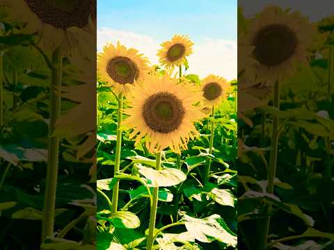 ひまわり畑見て元気出た〜🌻向日葵 sunflower summer 幸せ shorts