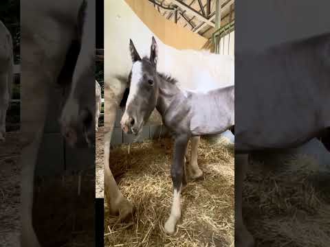 ポニーのユキチ　ハーフバースデー🎂 東武動物公園 動物 赤ちゃん 癒し zoo かわいい 動物園 animals ポニ… サムネイル