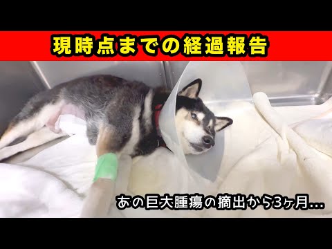 悪性腫瘍の摘出から3ヶ月後の柴犬【その後の治療と現状報告】 サムネイル