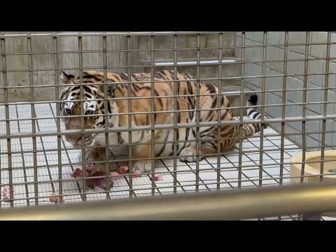 ゆうゆうとお食事されるローラさんの横の部屋でソーンくん😅　アムールトラ　浜松市動物園にて　2026年2月15日 サムネイル