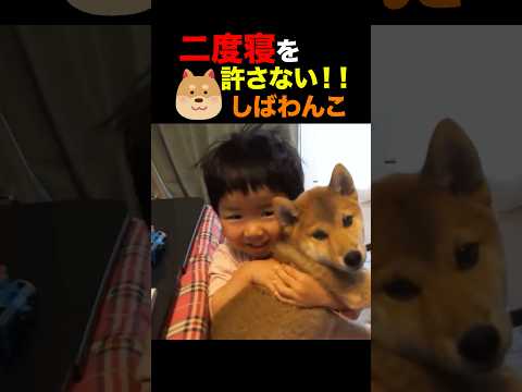 二度寝を許さない‼︎柴犬 しばわんこ しばわんこ shibainu サムネイル