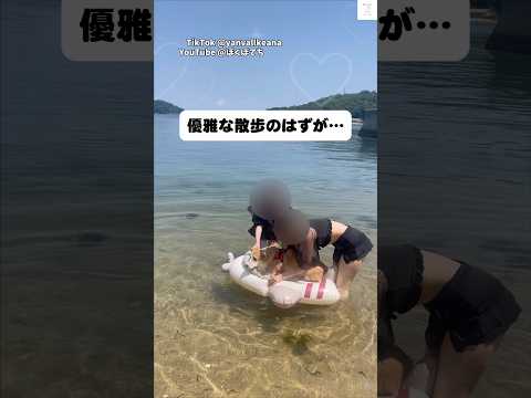 まさかの展開、優雅な散歩のはずが海へダイブ　　@ぼくぽてち  コーギー　犬　海　面白い　犬のいる暮らし サムネイル