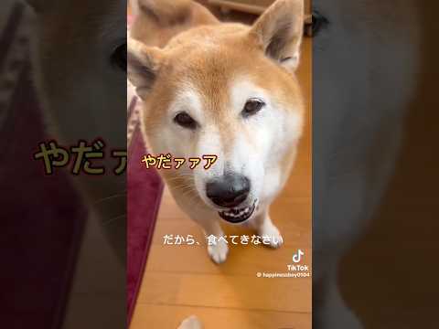 柴犬福 母にトッピング交渉柴🤣Shiba-request🤣【懐かし動画】shorts japanesedog 柴犬 s… サムネイル