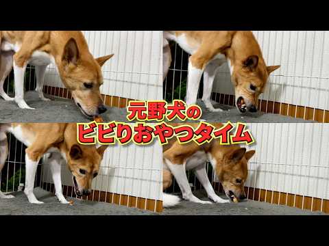 【ASMR】保護犬にチーズあげたら超かわいかったからみんな観て サムネイル