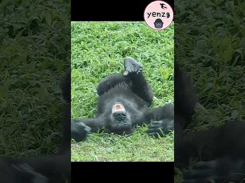 Ringo可愛拍胸躺草地嚕 gorillatag gorilla taipeizoo 金剛猩猩 台北市立動物園 サムネイル