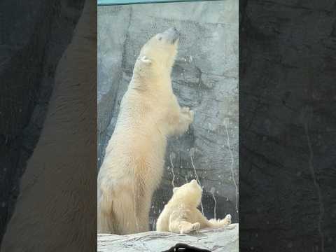 shorts んママどうしたの？　  ホッキョクグマの親子　秋田県男鹿水族館GAOにて2026年4月30日 サムネイル